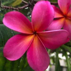 Meet your Posher, Elissa